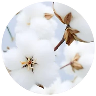 Pamut és pézsma (musk)