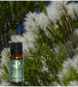 A teafa titkai – Ausztrália ősi növénye a modern bőrápolásban