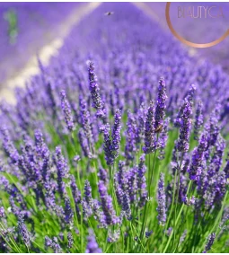 Mire jó a levendula illóolaj? A levendula illóolaj hatásai