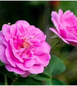 Damaszkuszi rózsás kozmetikumok