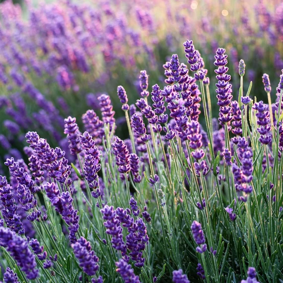 Lavender Tihanyi Levendula Illóolaj gyógyszerkönyvi minőség 30ml