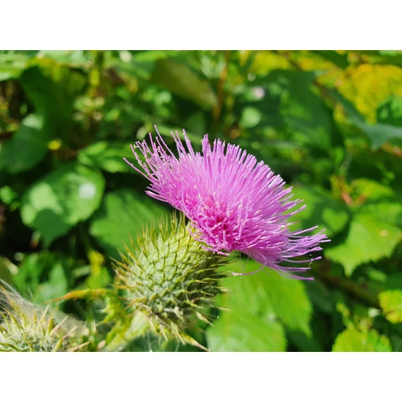 Herbsgarden Well aging esszencia 45+, feszesítő, bőrfiatalító száraz, víz és zsírhiányos bőrre 15ml