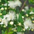 Kép 2/2 - HERBATHERAPY Mirtusz illóolaj – Myrtus communis 5ml