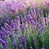 Kép 4/4 - Lavender Tihanyi Levendula Illóolaj gyógyszerkönyvi minőség 30ml