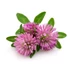 Kép 2/4 - Herbsgarden Well aging esszencia 45+, feszesítő, bőrfiatalító száraz, víz és zsírhiányos bőrre 15ml