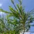Kép 2/5 - PLANTMED 100% Bio Illóolaj - Teafa 10ML